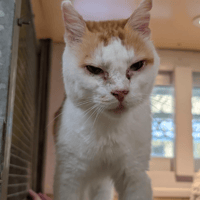 MICHMICH, chat à adopter