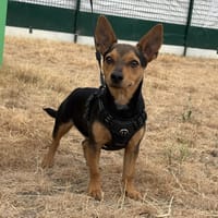 BENNY, chien à adopter