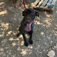 Chase, chien à adopter