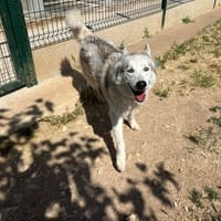 THORIUM, chien à adopter
