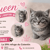 QUEEN  ( réservée ), chatte à adopter