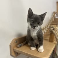 BAMBOU, chat à adopter