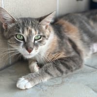 Mélodie, chatte à adopter