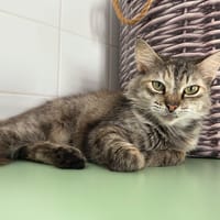 JOSIANE, chatte à adopter