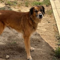 Masurka, chienne à adopter