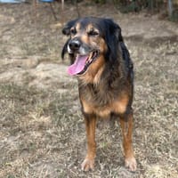 MAYA, chienne à adopter