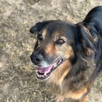MAYA (RESERVEE), chienne à adopter