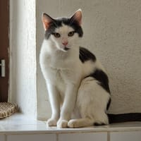 SID HAB17637, chat à adopter