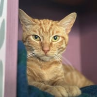 marlow, chat à adopter