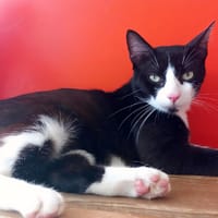 MORBIER QCT, chat à adopter