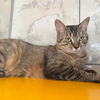 joséphine, chatte à adopter
