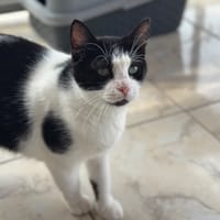 ondine, chatte à adopter