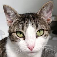 Neypale, chat à adopter