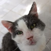 Rocky, chat à adopter