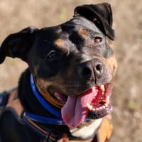 KHIRA, chienne à adopter