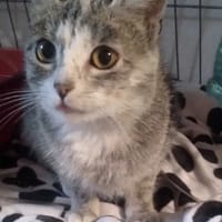 Shira, kotka do adopcji