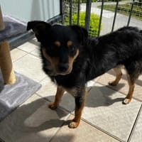 Maniuś, pies do adopcji