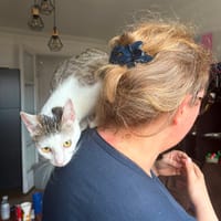 KITANA, chatte à adopter