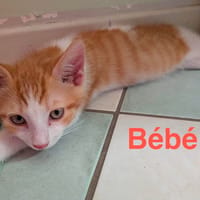 BEBE et BUBU, chat à adopter