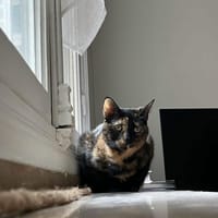 CASSY, chatte à adopter