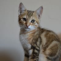 SAVANE, chat à adopter
