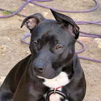 daffy, chien à adopter