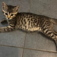 Bretzel, chatte à adopter