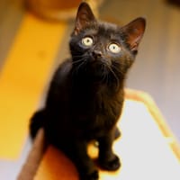 floppi, chatte à adopter