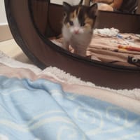 raya, chatte à adopter