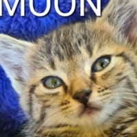 avocat, chatte à adopter