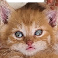atome, chat à adopter