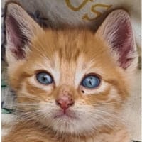simorra, chat à adopter