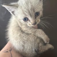Lotus, chatte à adopter
