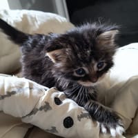 henessy, chatte à adopter