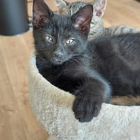Ozzy, chat à adopter
