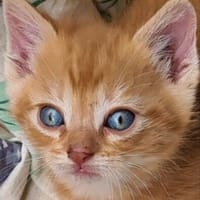 angelo, chat à adopter