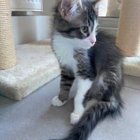 ÉTOILE, chatte à adopter