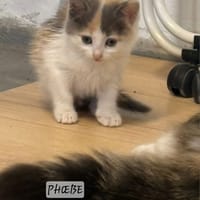 Phoebe, chatte à adopter
