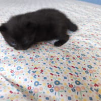 babouche, chat à adopter