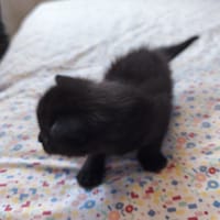 bleuette, chatte à adopter