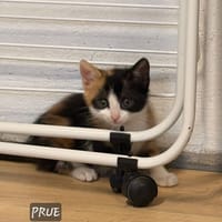 Prue, chatte à adopter