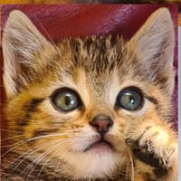 artichaut, chatte à adopter