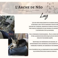 Luz, chatte à adopter