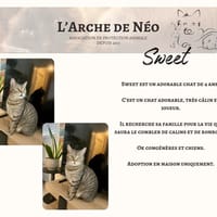 Sweet, chat à adopter