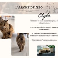 Clyde, chat à adopter