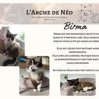 Birma, chatte à adopter