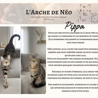 Pippa, chatte à adopter