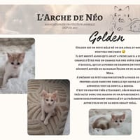 Golden, chat à adopter