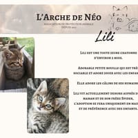 Lili, chatte à adopter
