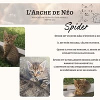 Spider, chat à adopter